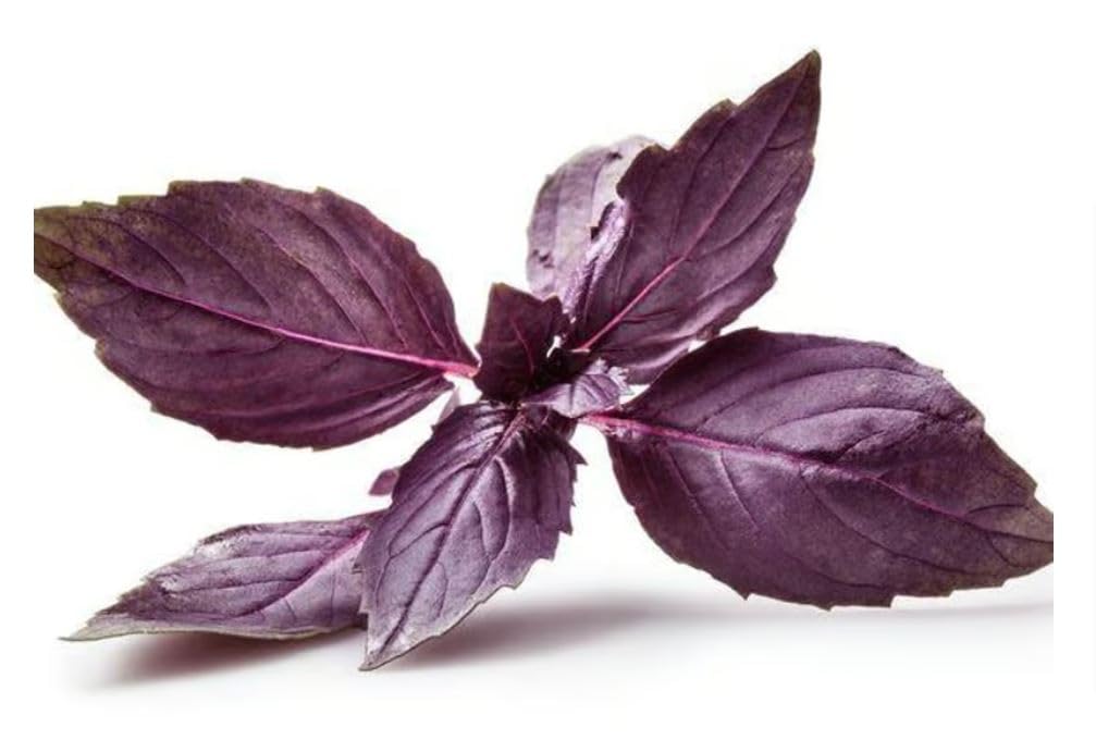 Purple Basil (Ocimum basilicum) 1 OZ (30g), Aromatic Italian, Armenian, Greek Heritage Variety - Naturally Caffeine-Free - Grown in Armenia - Ideal