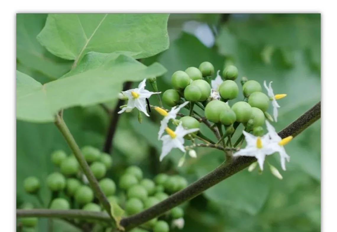 100g Dried Turkey Berry Leaves Powder (Solanum Torvum) Pure Grade A Quality Healthy Leaves Powder