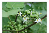 100g Dried Turkey Berry Leaves Powder (Solanum Torvum) Pure Grade A Quality Healthy Leaves Powder