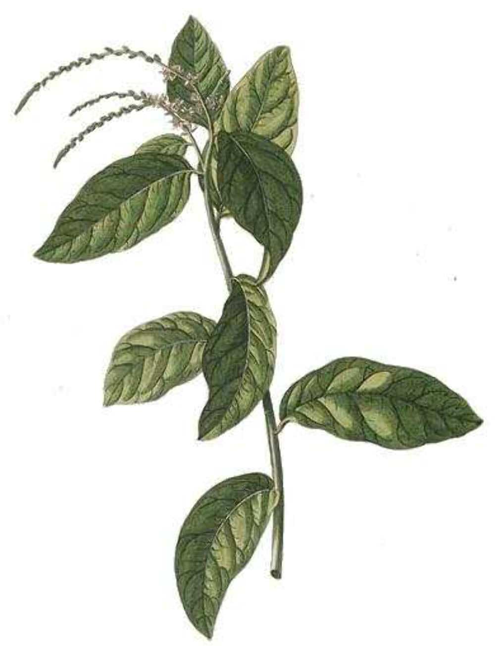 Guinea Hen Weed Loose Leaf Tea | Petiveria Alliacea | Wild Harvested in Jamaica | Traditional Caribbean Herbal Tea | 4 oz | Rastaman Stew