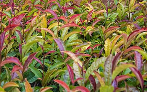 Chixotic Kenyan Purple Tea, Steamed Whole Leaf Loose Leaf Tea, Smooth Low Caffeine Whole Leaf Tea, Antioxidant-Rich Specialty Tea, 60g