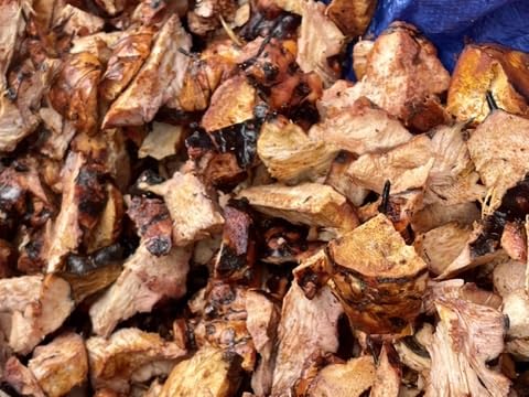 Chaney Root, Cocolmeca, Dried and chipped - Origins: Jamaica, Wildcrafted