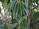 30 Organic Madagascar Vanilla Beans Grade A/B. Certified USDA Organic. 5"-7" by FITNCLEAN VANILLA. Bourbon Fresh Whole NON-GMO Pods
