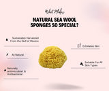 Sea Wool Sponge 5-6" (Large) by Bath & Shower Express ® Natural Renewable Resource, Esponja for Exfoliating and Washing Body
