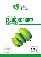 Kalanchoe Pinnata Leaves Herbal tea - 100% Pure, Dried Leaves for Culinary, Tea, and Herbal Uses