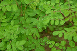 Moringa Tea Organic 100 Bags 100% Pure, All-natural, Antioxidant-rich Energy Booster