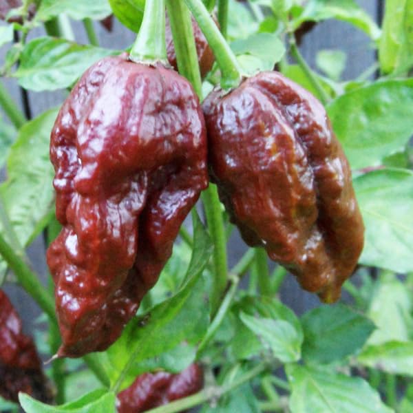 Chocolate Ghost Pepper Powder by Magic Plant, 2.2 Lbs Bulk - Rich Smoky Heat | 800K-1M SHU | Gourmet Pepper for Serious Chili Lovers