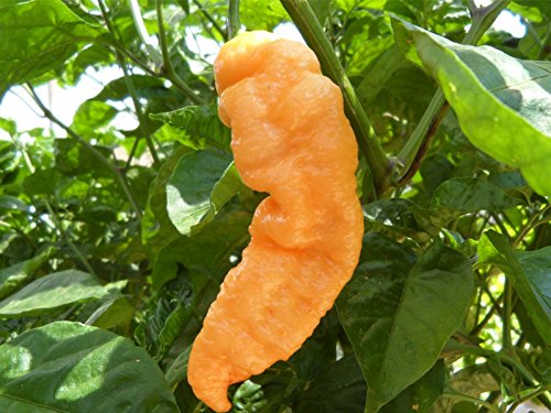 Yellow Ghost Pepper Powder by Magic Plant, 1 LB Bulk - 800K-1M SHU | Fruity Citrusy Heat | Fine Ground Superhot Chili for Bold Flavor