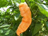 Yellow Ghost Pepper Powder by Magic Plant, 1 LB Bulk - 800K-1M SHU | Fruity Citrusy Heat | Fine Ground Superhot Chili for Bold Flavor