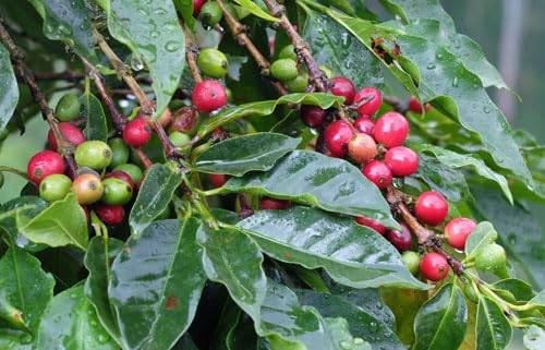 Jamaica High Mountain Coffee Beans (16oz)