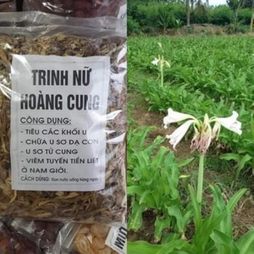 Trinh Nu Hoang Cung Say Kho - Thao Duoc - Magical Dried Trinh Nu Hoang Cung Tea Herbal Tea Crinum Latifolium Herb Tea Sudarshana 250 Gram
