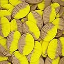 1 Pound BUBS Banana Toffee Caramel Ovals - Swedish Candy - Sweet Gummies - Packaged Fresh
