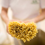 Rustichella d’Abruzzo Lumache Pasta 500g (17.6oz) | Authentic Italian Short Pasta from Abruzzo | Artisan Durum Wheat Semolina | Traditional