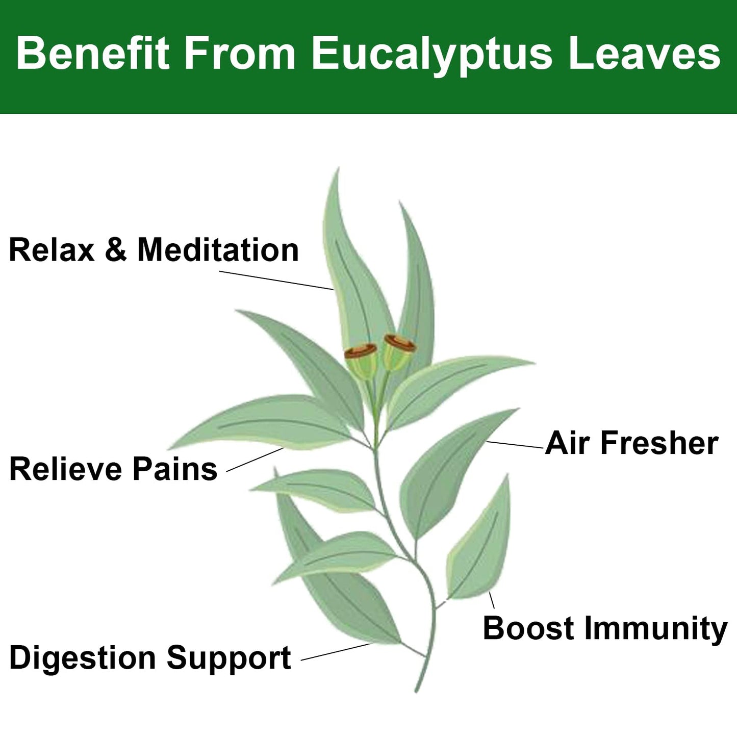 FullChea - Dried Eucalyptus Leaves - 4oz/114g - Hojas de Eucalipto - Premium Chinese Dried Eucalyptus Herb Whole Leaf - Non-GMO - Caffeine-free - Easy