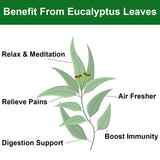 FullChea - Dried Eucalyptus Leaves - 4oz/114g - Hojas de Eucalipto - Premium Chinese Dried Eucalyptus Herb Whole Leaf - Non-GMO - Caffeine-free - Easy