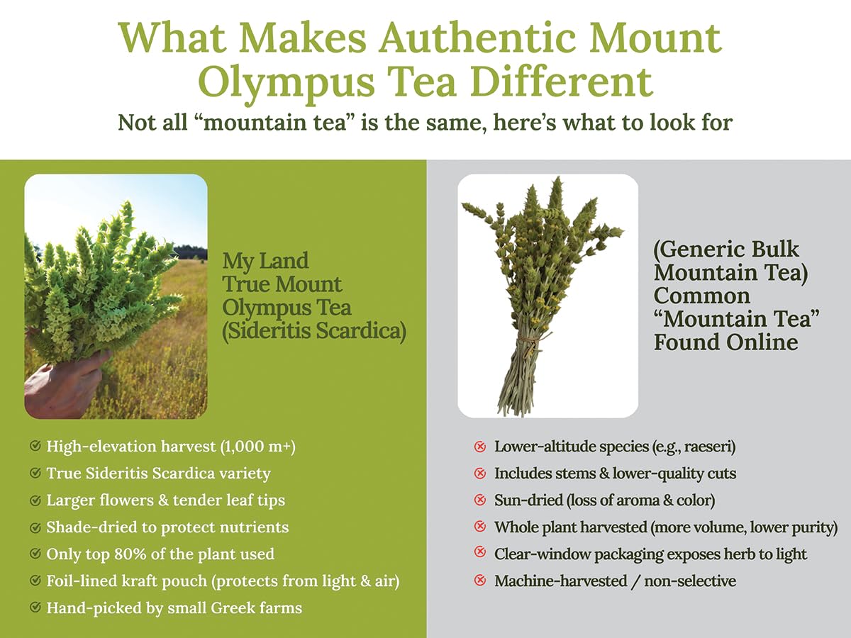 My Land Organic Greek Mountain Tea (Sideritis Scardica) - Loose Leaf Ironwort Hand-Picked from Mount Olympus, Greece, 1.76oz (50g) | Traditional