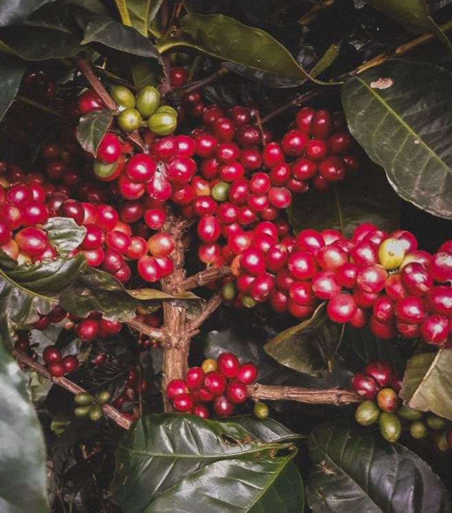 EL CHUPACABRA by Gustos Coffee | Puerto Rican & Colombian Medium Roast Whole Bean Coffee Blend | (1, 8oz)