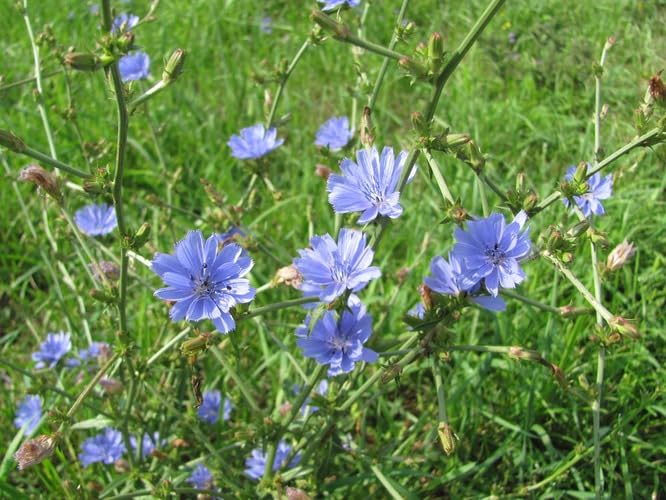 Chicory Herbal Tea | 2 oz (57g) | Wild-Harvested from the Mountain Slopes of Armenia | Premium-Grade, Naturally Air-Dried for Rich Aroma and Taste |