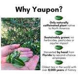 Rise Yaupon Chocolate Mint-Up Yaupon Holly Tea, 20 Teabags, 1.06oz, a blend of American-grown Yaupon Holly combined with Spearmint, Peppermint