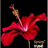 Spicy Yum! Whole Hibiscus Flowers - 2 lbs Jar with Handle | Dried Roselle (Zobo/Flor de Jamaica/Sorrel) for Tea & Cooking | Non-GMO, No Additives