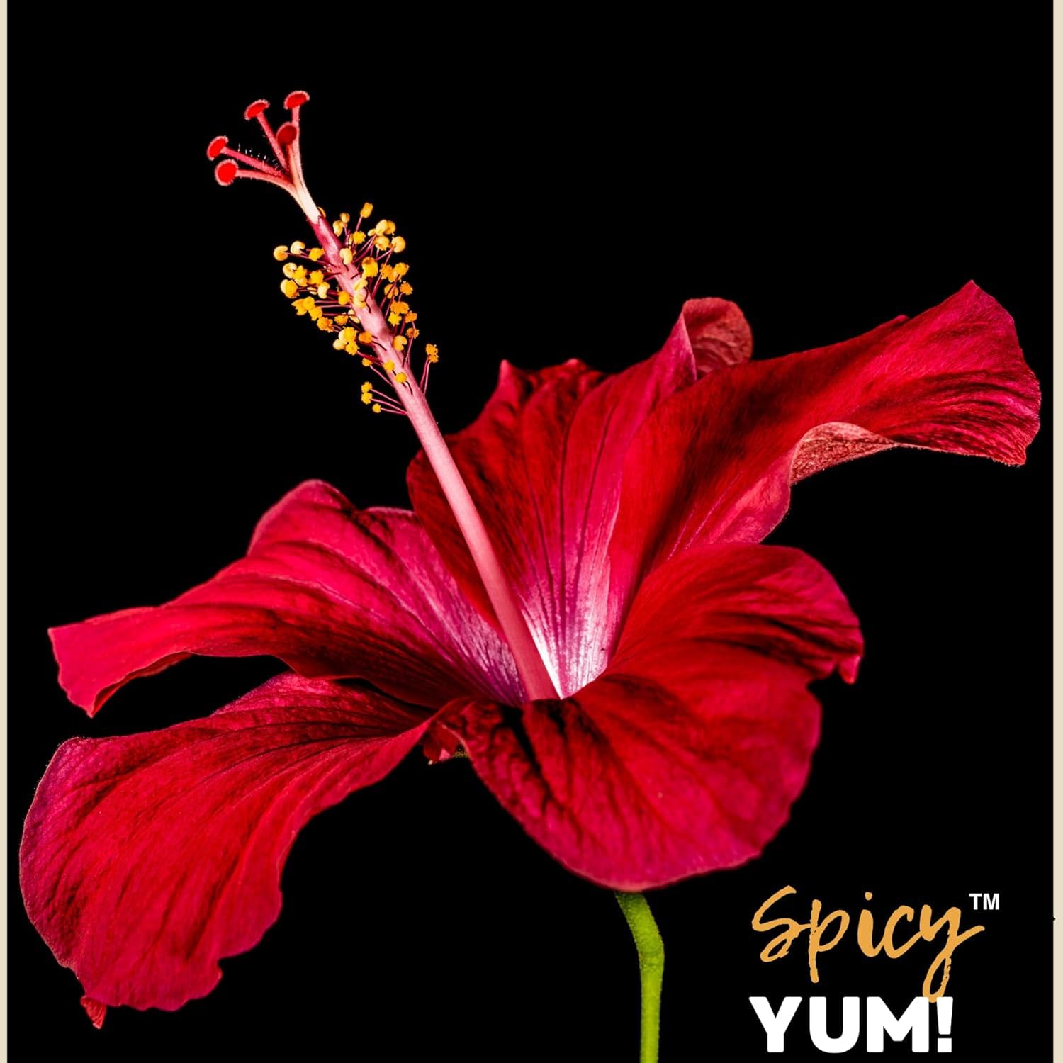 Spicy Yum! Whole Hibiscus Flowers - 2 lbs Jar with Handle | Dried Roselle (Zobo/Flor de Jamaica/Sorrel) for Tea & Cooking | Non-GMO, No Additives