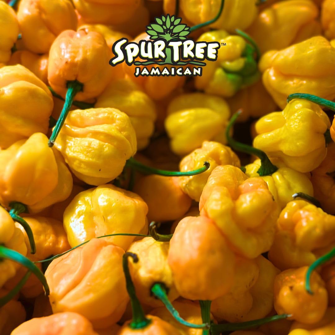 Spur Tree Jamaican Scotch Bonnet Pepper Sauce - Scotch Bonnet Hot Sauce for an Authentic Jamaican Experience - Scotch Bonnet Peppers to Spice Up Your