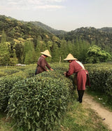 Silk Road Teas, Organic Loose Leaf Green Tea, Dragon Well, Longjing, Invigorating, Sweet & Chesnut Flavors, 1.5 ounces