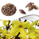Plant Gift Forsythia Tea ?? 100% Therapeutic Grade Forsythia Dried Fruit Herb Medicine (Forsythia Suspensa) 60G/2.11oz