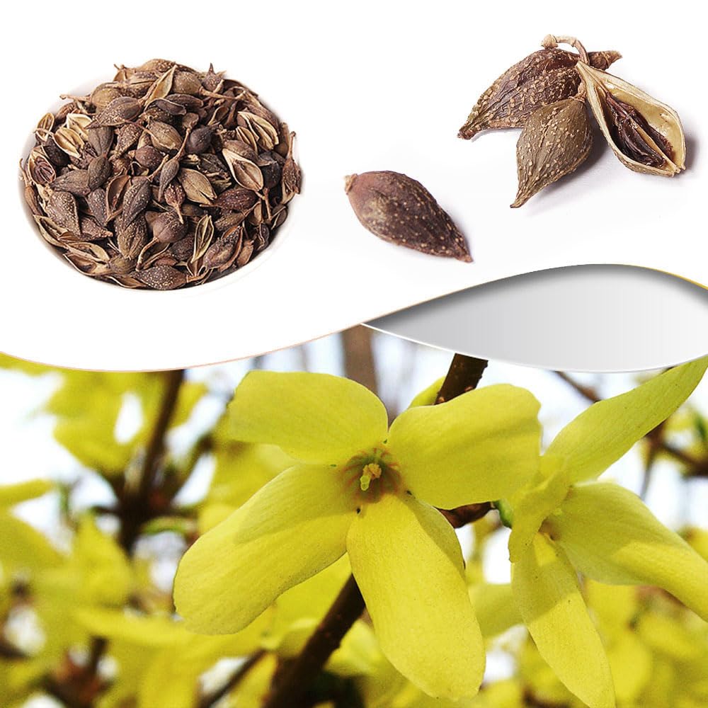 Plant Gift Forsythia Tea ?? 100% Therapeutic Grade Forsythia Dried Fruit Herb Medicine (Forsythia Suspensa) 60G/2.11oz