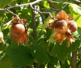 Hazelnuts Filberts Raw (1 LB)