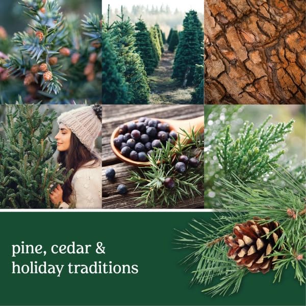 Yankee Candle ScentPlug Refill, Balsam & Cedar Juniper Berry Scented Oil, Plug In Air Freshener for Home Long Lasting Continuous Fragrance, 0.625 Oz