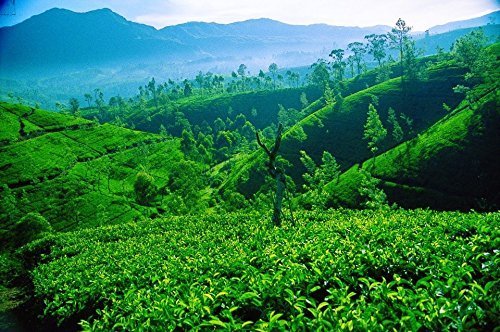 Basilur | Strawberry & Kiwi Tea | Ceylon Black Tea | Magic Fruits Collection | 20 Count Foil Enveloped