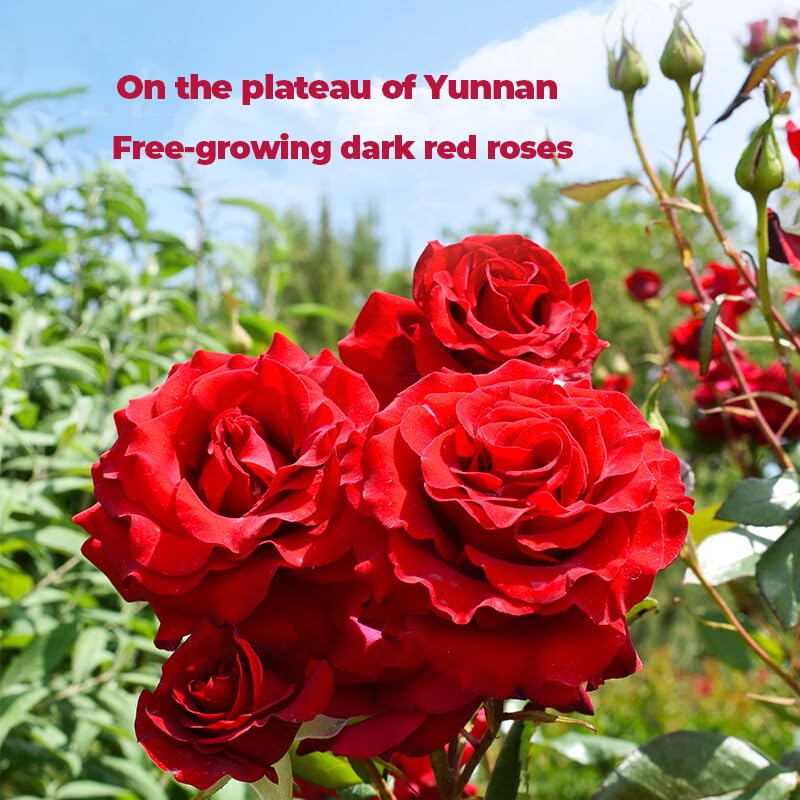 Yunnan dark red rose tea 50g low temperature baking whole Rose Crown tea