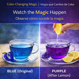 Butterfly Pea Flower Powder - 50 Tea Bags (2 g Each) - Vibrant Blue Herbal Tea - Antioxidant-Rich - 100% Natural, Vegan, Non-GMO, Sugar-Free