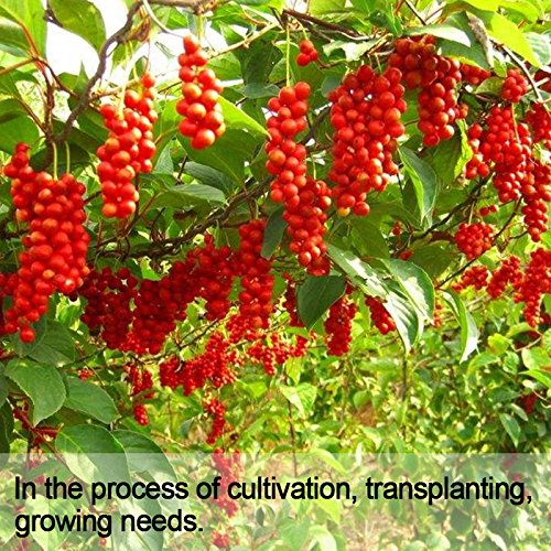 Wananfu Schisandra Berry Dried 4oz, Schizandra Berries for Tea, Wuweizi (????)