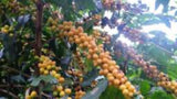 Super High Caffeine | Double Caffeine | Organic | Strong Robusta | Fresh Roasted | Ground | 12oz 1-Pack