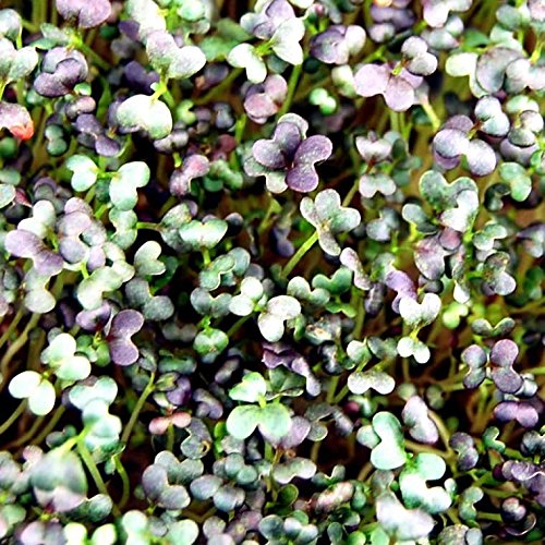 Mountain Valley Seed Co Mizuna Mustard Seeds 25 Lb Bulk Non-GMO Japanese