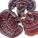 Dired Ganoderma Lucidum Lingzhi Ganoderma Lucidum Pieces Reishi Mushroom Slices,Ganoderma Mushroom (500 Grams /1.10 lbs)