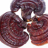 Dired Ganoderma Lucidum Lingzhi Ganoderma Lucidum Pieces Reishi Mushroom Slices,Ganoderma Mushroom (500 Grams /1.10 lbs)