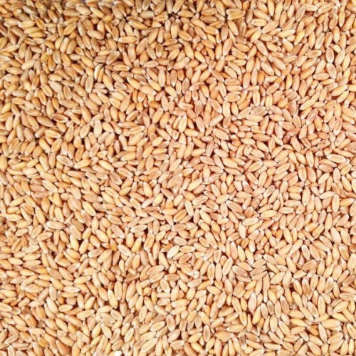 2 lb. Organic Hulled Spelt Bag | High Protein, Fiber, B Vitamins | Rice Substitute | Grain Place Foods