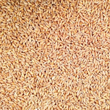 2 lb. Organic Hulled Spelt Bag | High Protein, Fiber, B Vitamins | Rice Substitute | Grain Place Foods