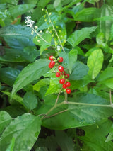 Jamaican Dog Blood Herb (Fertility Bush) Rivina Humilis
