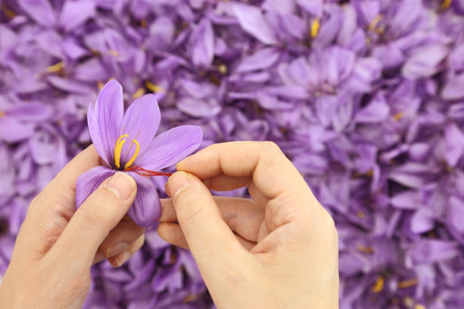 The Gathering of Saffron Brand Saffron, Pure Spanish, Imported by Aiva Products 1/2 Ounce (0.50 Ounce)