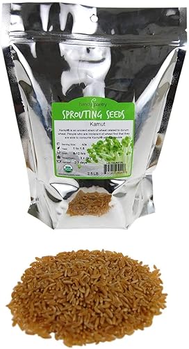 Handy Pantry Organic Kamut Seeds - 1 Lb - Ancient Khorasan Grain for Sprouting, Flour, Baking, Beer, Storage