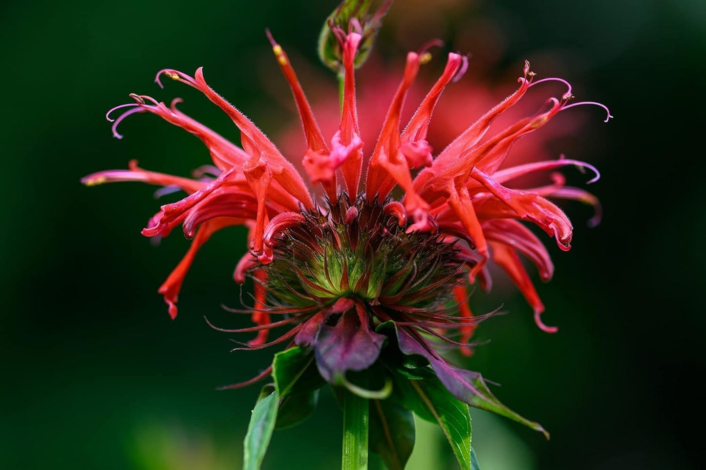 Wild Bergamot Petals - Pure, Dried, Natural Scarlet Beebalm Petals (Monarda Didyma) - Net Weight: 0.1oz/3g - Edible, Extremely Rare - Beautiful