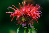 Wild Bergamot Petals - Pure, Dried, Natural Scarlet Beebalm Petals (Monarda Didyma) - Net Weight: 0.1oz/3g - Edible, Extremely Rare - Beautiful
