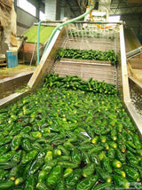 Green Jalapeno Pepper Mash by Magic Plant - Most Popular Chili | Bright Flavors - Grassy, Crisp Taste add to Dips - Dishes - Cocktails | Gluten Free |