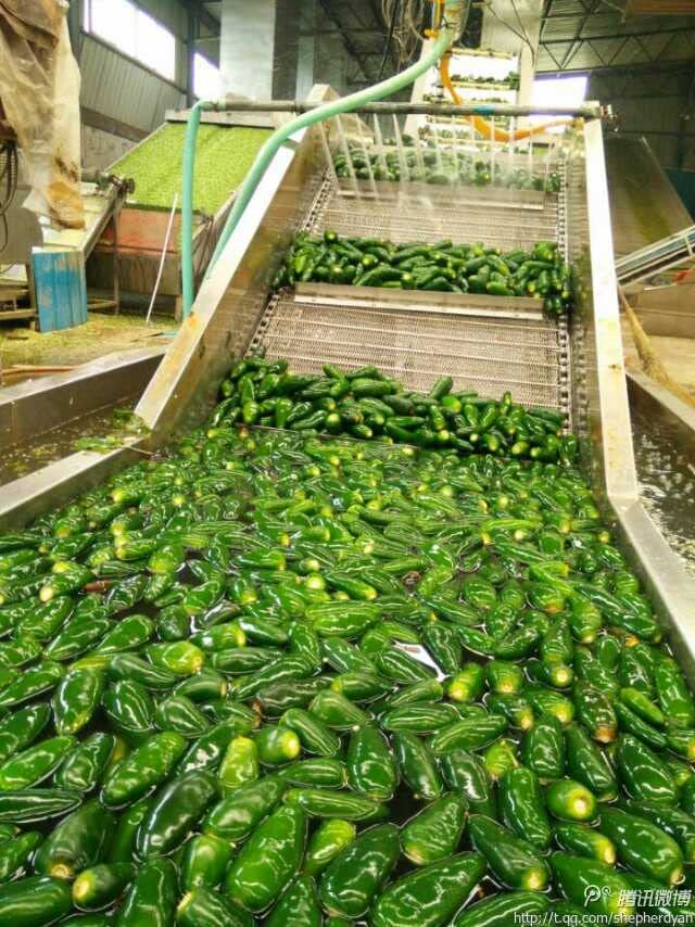 Green Jalapeno Pepper Mash by Magic Plant - Most Popular Chili | Bright Flavors - Grassy, Crisp Taste add to Dips - Dishes - Cocktails | Gluten Free |