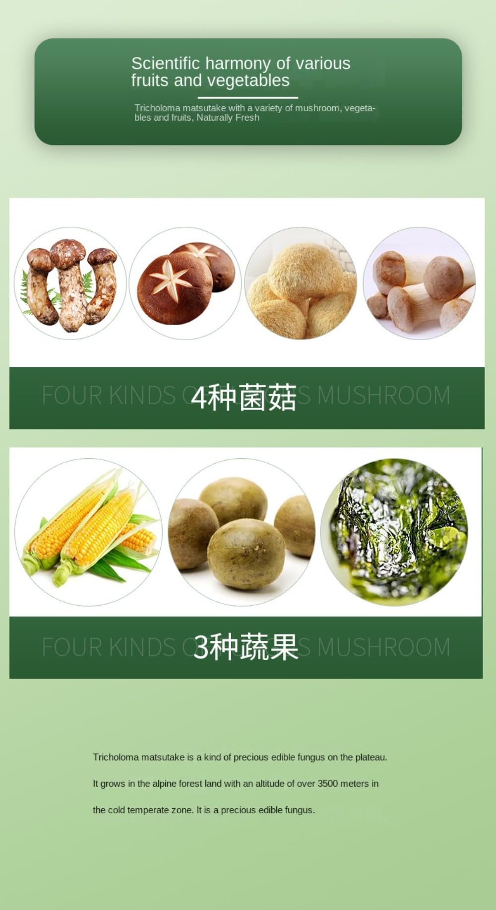 Zercumm Tricholoma Matsutake Fresh Seasoning Home Use and Commercial Use Instead of Chicken Essence and MSG Mushroom Fresh Vegetable Powder Stir-Fried