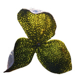 Zercumm Xin Hui Tangerine Peel Big Green Peel 500G Sanjiang Citrus Peel